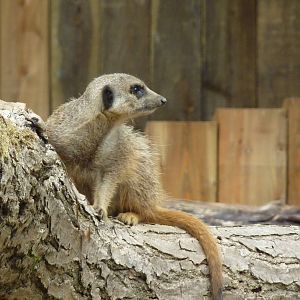 Meerkat- 2011