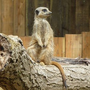 Meerkat - 2011