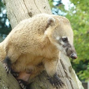 Coati - 2011