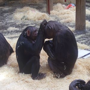 Chimps - 2008