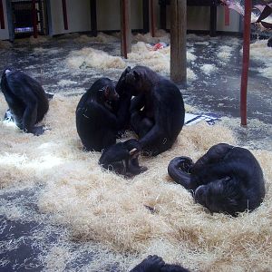 Chimps - 2008