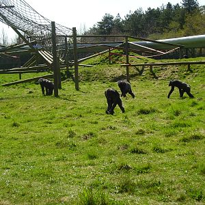 Chimps - 2009