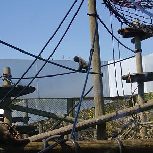 Woolly Monkey Enclosure - 2009