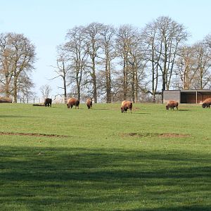 American bison herd