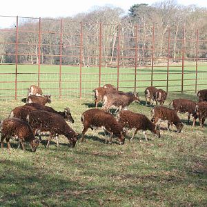 Soay sheep group
