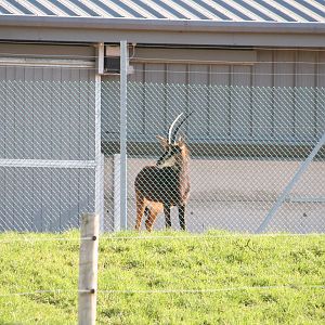 Black sable antelope