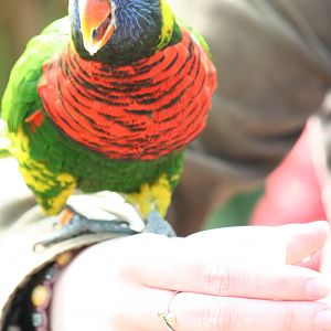 Green-naped lorikeet