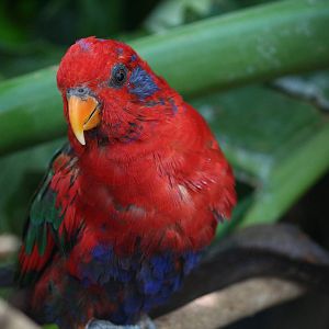 Green-naped lorikeet x Red lory