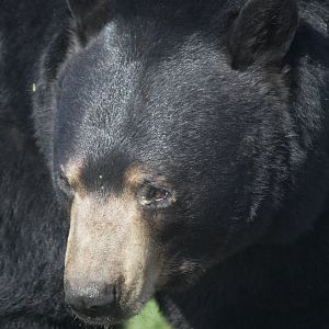 North American black bear