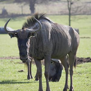 Blue wildebeest