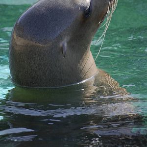California sea lion
