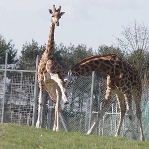 Rothschild giraffes fighting