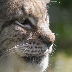 Siberian lynx