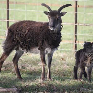 Soay sheep