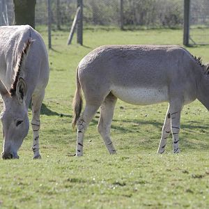 Somali wild ass