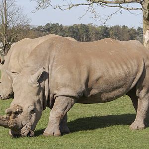 Southern white rhinoceros