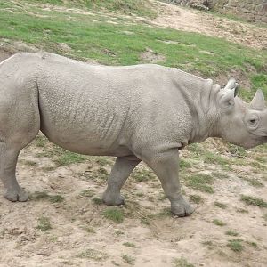 Eastern Black Rhino at Chester Zoo 31/03/12