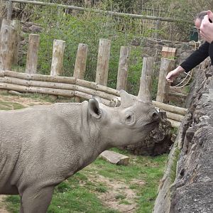 Eastern Black Rhino at Chester Zoo 31/03/12