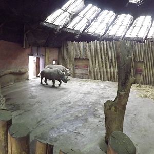 Tsavo Black rhino experience at Chester Zoo 31/03/12