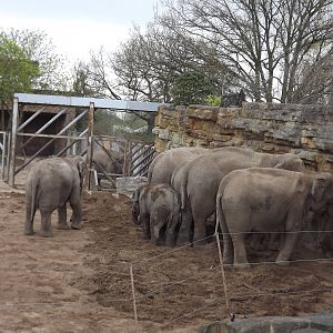 Asian Elephant herd at Chester Zoo 31/03/12