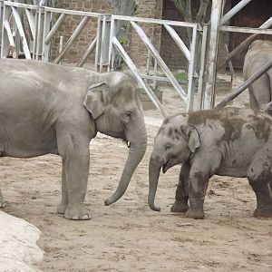 Asian Elephants at Chester Zoo 31/03/12