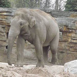 Asian Elephant at Chester Zoo 31/03/12