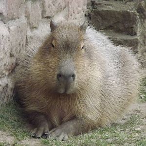 Capybara at Chester Zoo 31/03/12