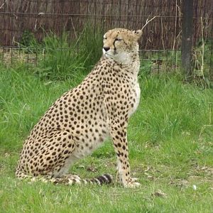 Northern Cheetah at Chester Zoo 31/03/12
