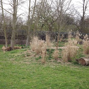 Cheetah exhibit at Chester Zoo 31/03/12