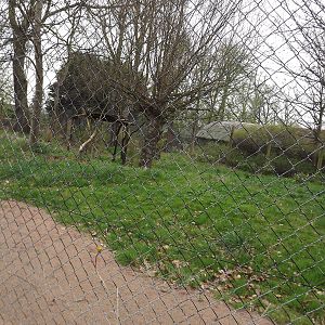 Serval exhibit at Chester Zoo 31/03/12