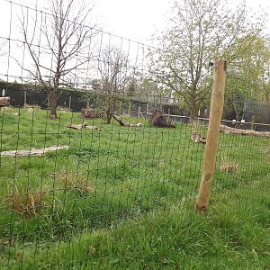 Giant Anteater exhibit at Chester Zoo 31/03/12