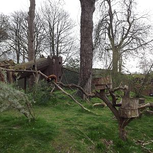 Red Panda exhibit at Chester Zoo 31/03/12