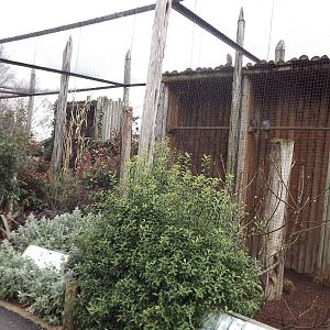 Tawny Frogmouth exhibit at Chester Zoo 31/03/12