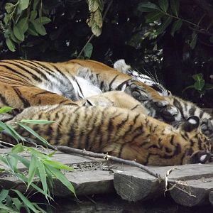 Sumatran Tigers at Chester Zoo 31/03/12