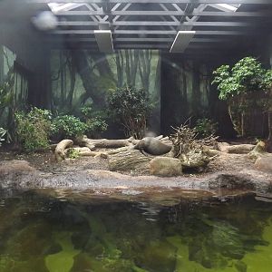 Giant Otter interior at Chester Zoo 31/03/12
