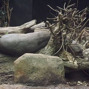 Giant Otter at Chester Zoo 31/03/12