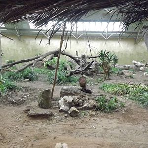 Spirit of the Jaguar at Chester Zoo 31/03/12