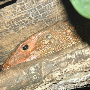 Northern Caiman Lizard at Chester Zoo 31/03/12