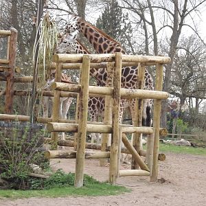 Rothschild Giraffes at Chester Zoo 31/03/12