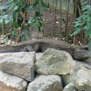 African dwarf crocodile
