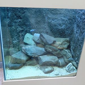 Aquarium housing cichlids