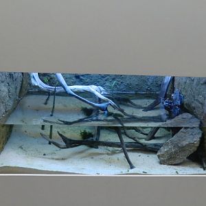 Aquarium with small fish and shrimps