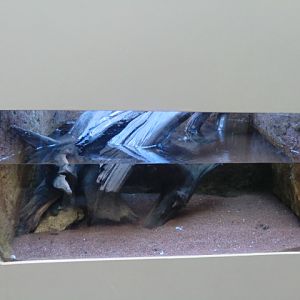 aquarium housing the juvenile box turtles born last year