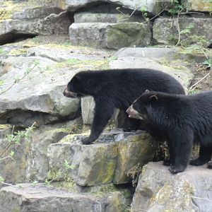 Spectacled bears