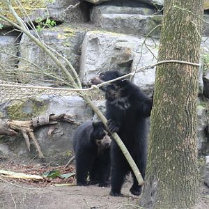 Spectacled bears