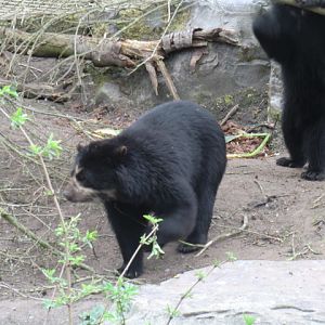 Spectacled bears