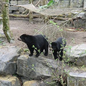 Spectacled bears