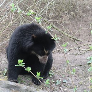Spectacled bear