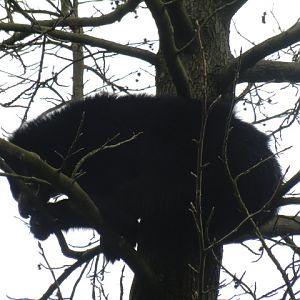 Spectacled bear