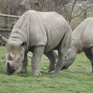 Eastern Black Rhino at Chester Zoo 31/03/12